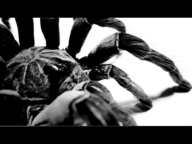 Inpatient ( Ren x Chris Webby ) - Tarantula