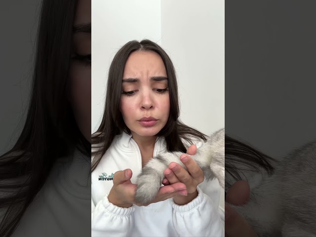 🥹 #cat  #cats
