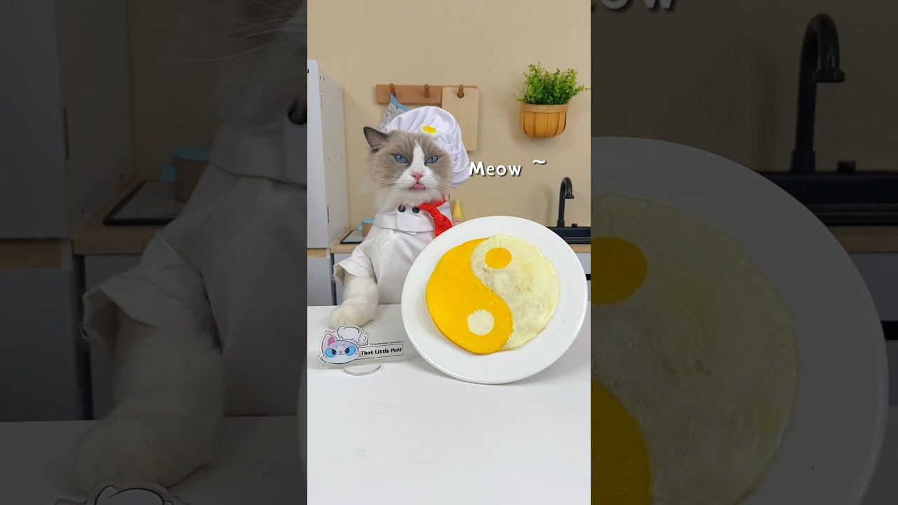 Puff’s in the kitchen blending food hacks with art!  🐾 #ThatLittlePuff