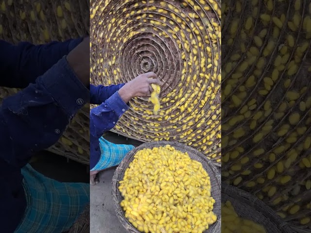 Amazing Silk Preparation Complete Process Using Silkworm #shorts