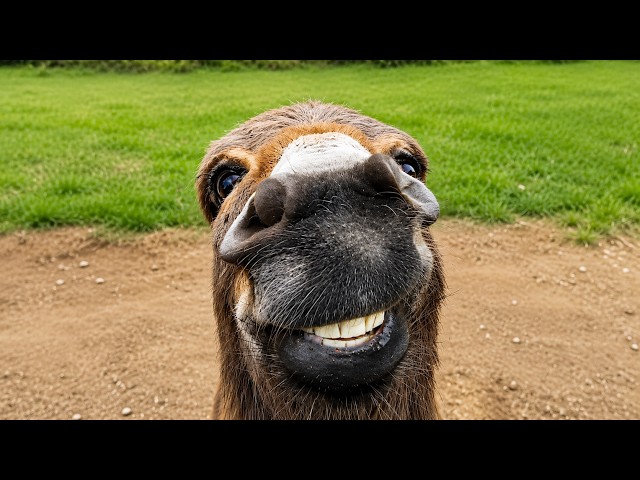 Funniest Animal Videos Ever (Part 2)
