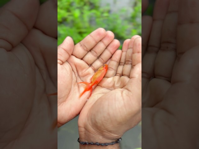 Fish 🐠 real and twist 😂😃 | #shorts #funny #youtubeshorts #comedy #viralshorts