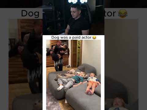 Dog was a paid actor 😂