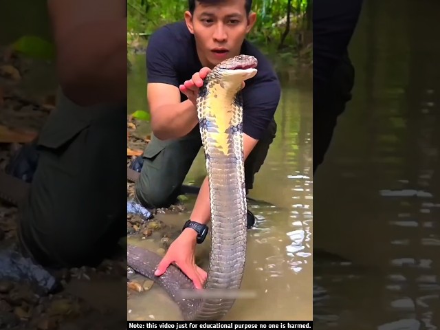 Why can't this snake be controlled? #shorts #animals #trending #amazing #viral #viralvideo #facts
