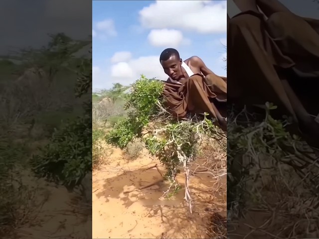 Why do indigenous people sleep in trees? #trending #shorts #amazing #viral #facts #interesting #fyp