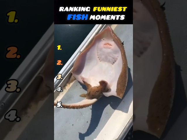 Ranking Funniest Fish Moments 🤣 #shorts #usa #trending #funny #halo  #fish #fishing #memes #fails