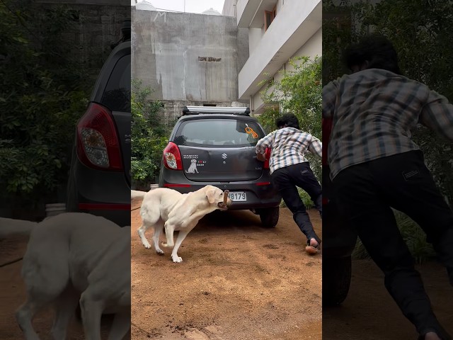 Wait For End..😲🙏 #shorts #viral #viralshorts #funny #comedy #trending