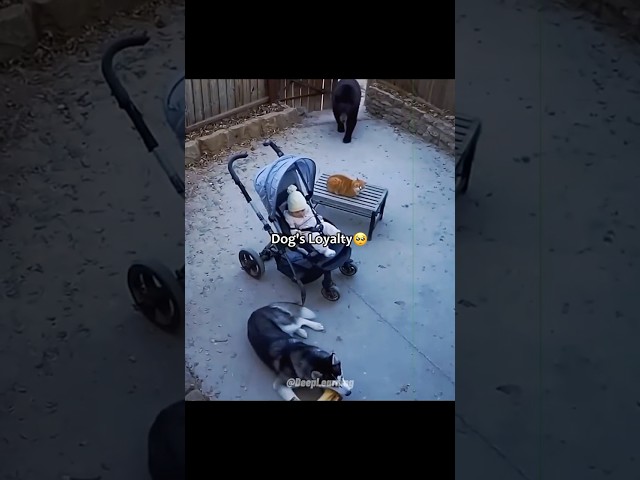 Dog Protects Baby—Heartwarming Moments❤️‍🩹