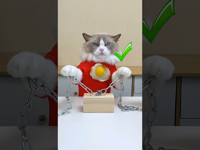 Call me HandyCat #thatlittlepuff #catsoftiktok #diy #hacks #lifehacks #cute
