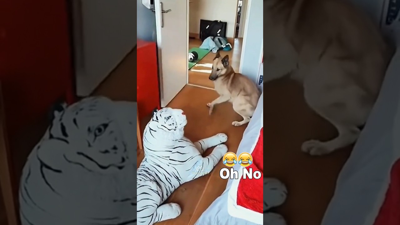 Funny Dogs reaction to being frightened 🐶🐶 #funnyvideos #dog #pet #fyp #dogs #funnydog