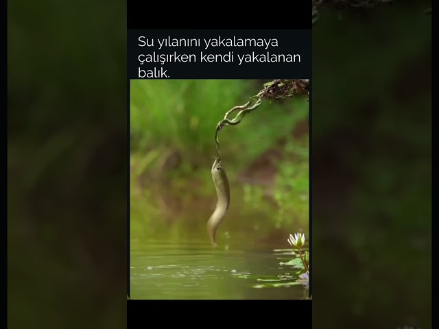 abone+The hunter becomes the hunted #fishing #carpfishing #nature #shorts #amazing