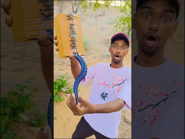 The snake went inside the box and got stuck. #shorts #viral #trending #video