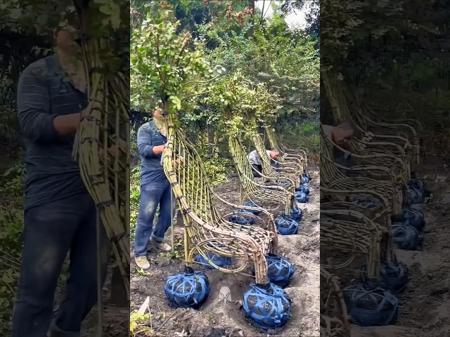 Wooden chairs made directly from trees. #trending #shorts #amazing #viral #facts #youtubeshorts #fyp