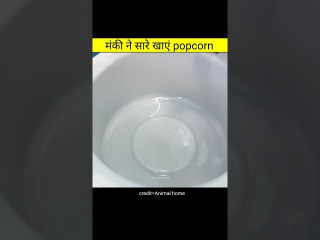 मंकी ने सारे खाएं popcorn | Amazing videos in hindi #shorts