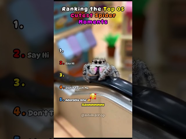 Tiny Spider Heartwarming Moments