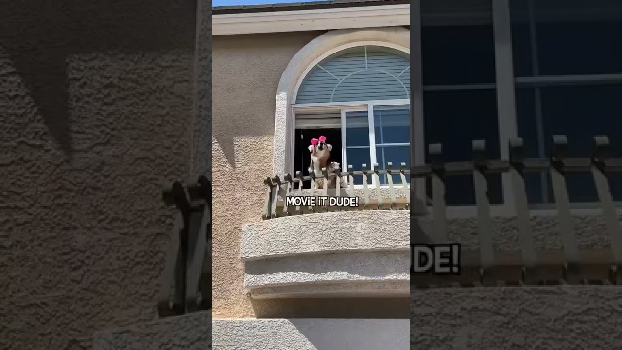 Super Corgi Fails!