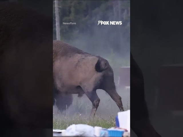 Bison SERIOUSLY INJURES Yellowstone visitor in terrifying attack #shorts #foxnews #news #us