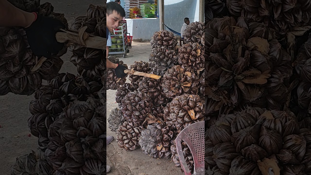 Amazing Giant Fruit! Nipa Palm Fruit Juice #shorts
