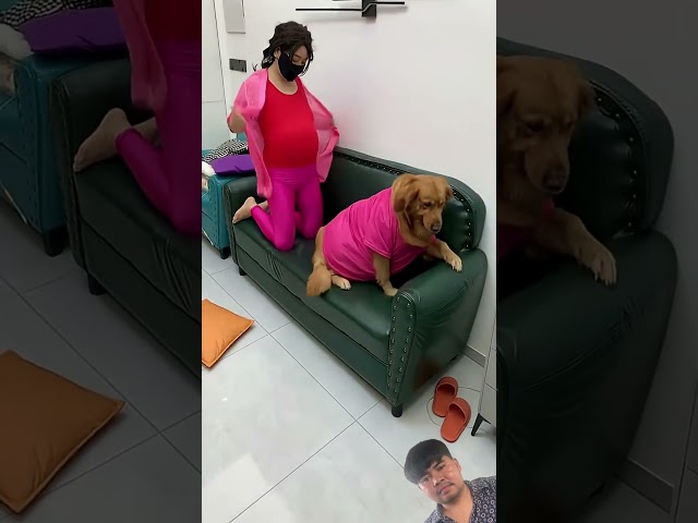 #cutedog #amazing #funny #animals #goldenretriever #cute #dog #doglife #dogs #dogshorts #shorts