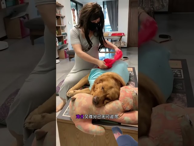 #funny #animallife #amazing #goldenretriever #dog #dogshorts #cute #cutedog #doglife #shorts