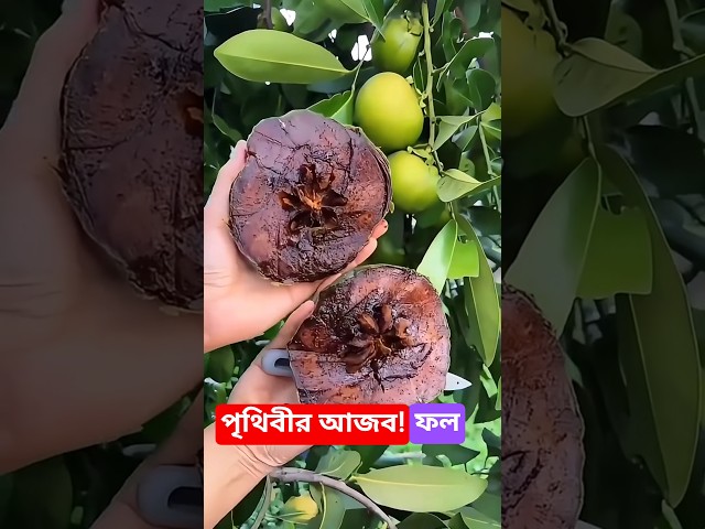আজানা অদ্ভুত ফল! 😲 দেখে অবাক হবেন #amazing #satisfying #fruits #shorts