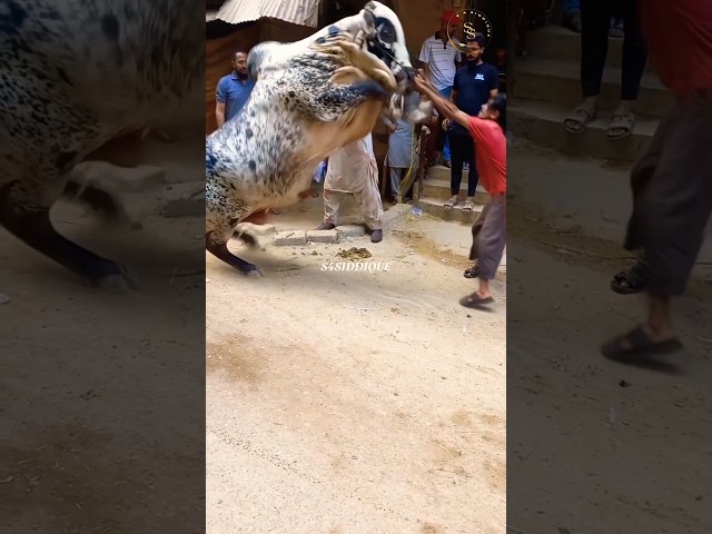 DANGEROUS BULL QURBANI 2025 😱 | BAKRA EID 2025 | S4SIDDIQUE #shorts #ytshorts #cow #trending