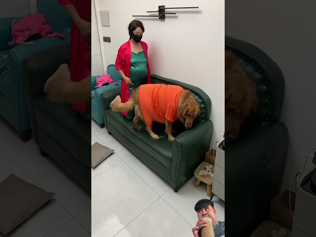 #funny #amazing #animals #goldenretriever #cute #cutedog #dog #dogs #dogshorts #animallife #shorts
