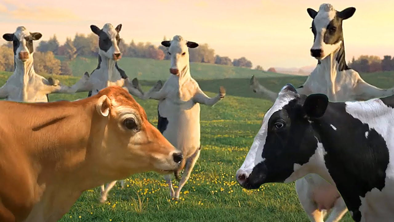 FUNNY COW DANCE 4 │ Cow Song & Cow Videos 2027