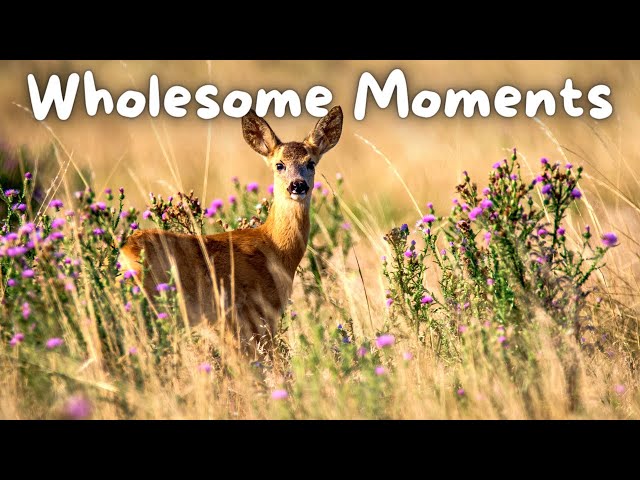 HE Saved This Scared DEER 😱 | Wholesome Moments