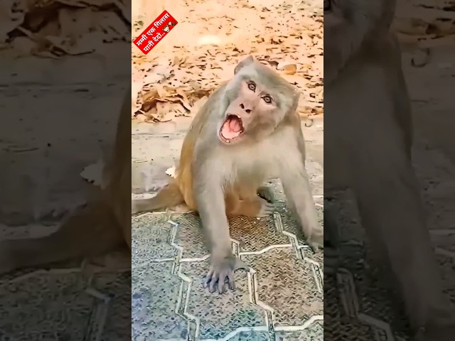 Funny Monkey viral video..🤣🤣🤣  #funny #comedy #trending #viral #shorts