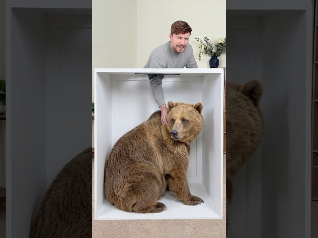 Guess the Animal