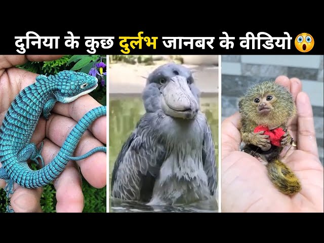 Unseen Animals Amazing Facts #shorts Facts Cloud by Akash Parihar