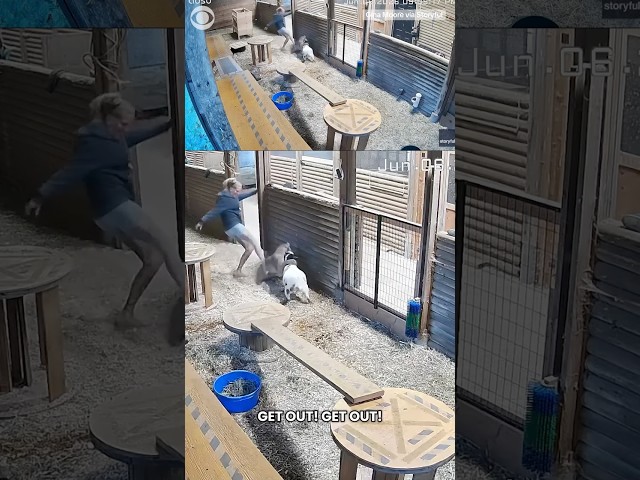 Woman jumps to save her goat after a cougar gripped its neck at British Columbia farm #shorts
