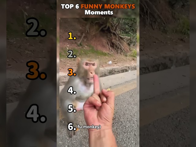 Ranking Best Funny Monkeys Moments😂😂😂😂