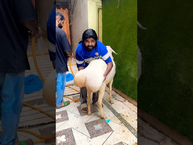 Cutest dumba 😂😍 #ytshorts #funnyanimals #viral #shorts #viral #reels #qurbani #bakraeid #shero