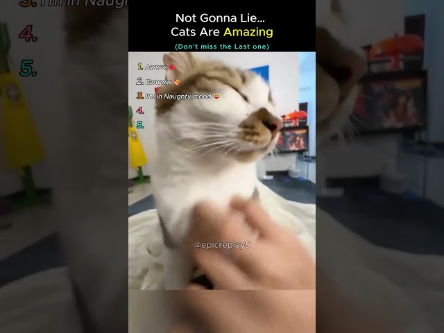 Not Gonna Lie… Cats Are Amazing ❤️  #cat #shorts #amazing
