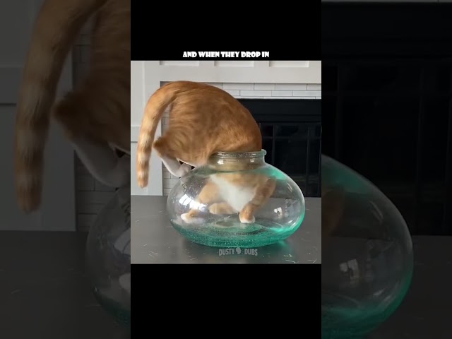 or worse yet, an ELECTRIC EEL 🙀 🎥: pjordan922 (TT), #shorts